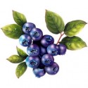 Blueberry (125)gm fresh 