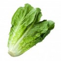 Lettuce (250gm)